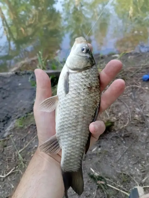 Poisson pêché dans l'étang