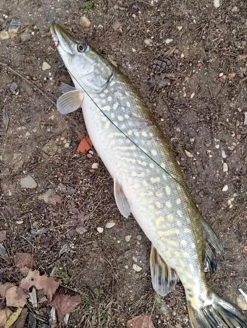 Brochet