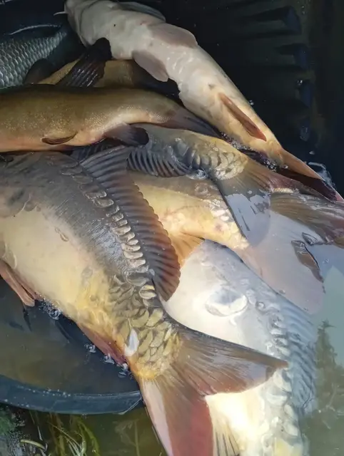 Carpes