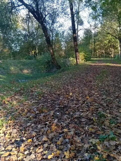 Feuilles d'automne