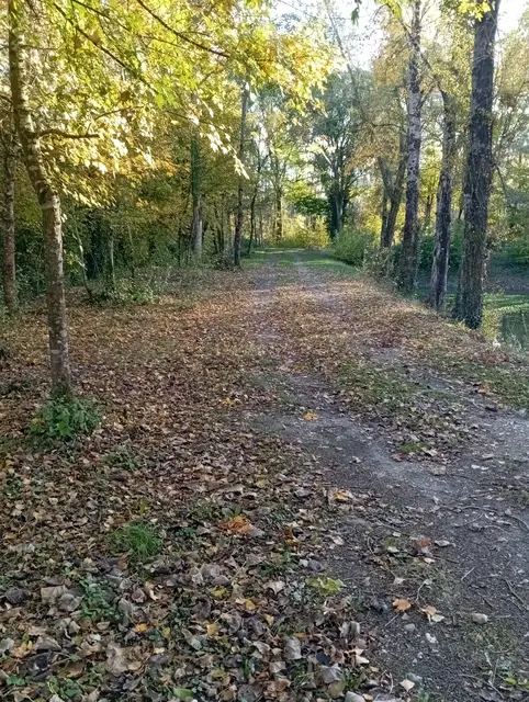 Le chemin sous les arbres