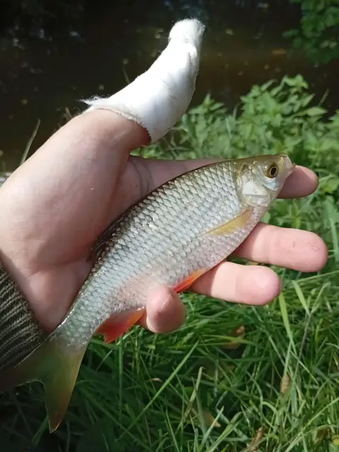 Poisson pêché dans l'étang