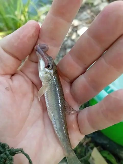 Poisson pêché dans l'étang