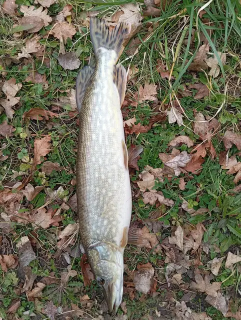 Brochet
